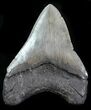 Fossil Megalodon Tooth - Serrated Blade #76553-2
